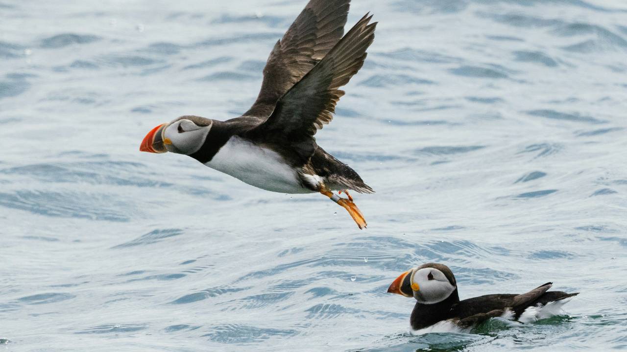 A couple of puffins in the sea